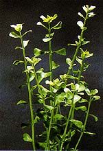 bacopa monieri