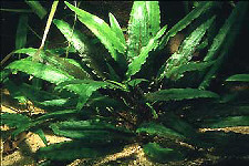  cryptocoryne wendtii