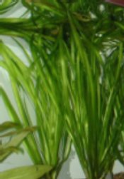 vallisneria spiralis