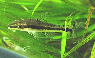 otocinclus