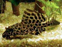 pleco