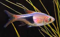 rasbora